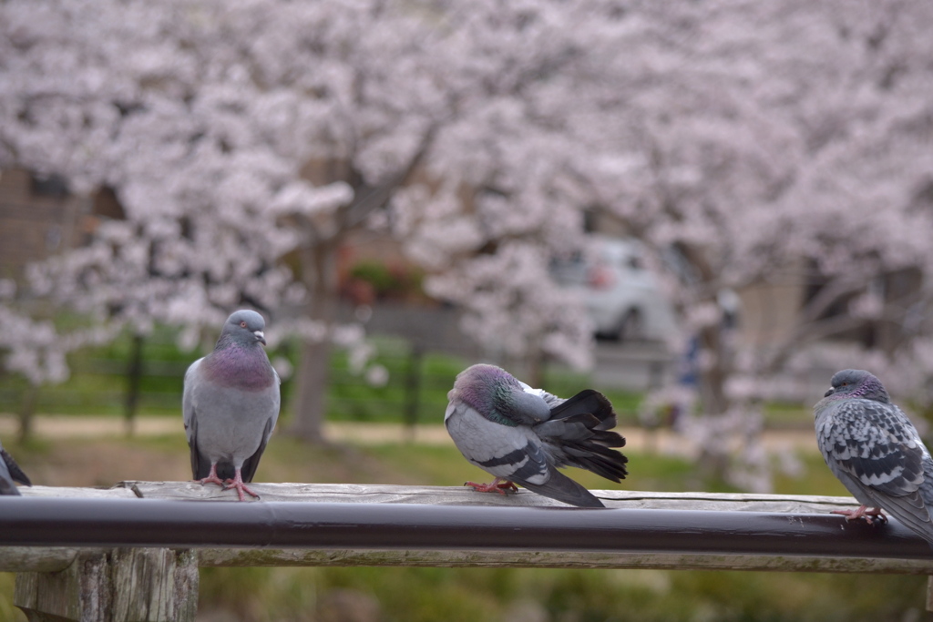 須磨寺公園