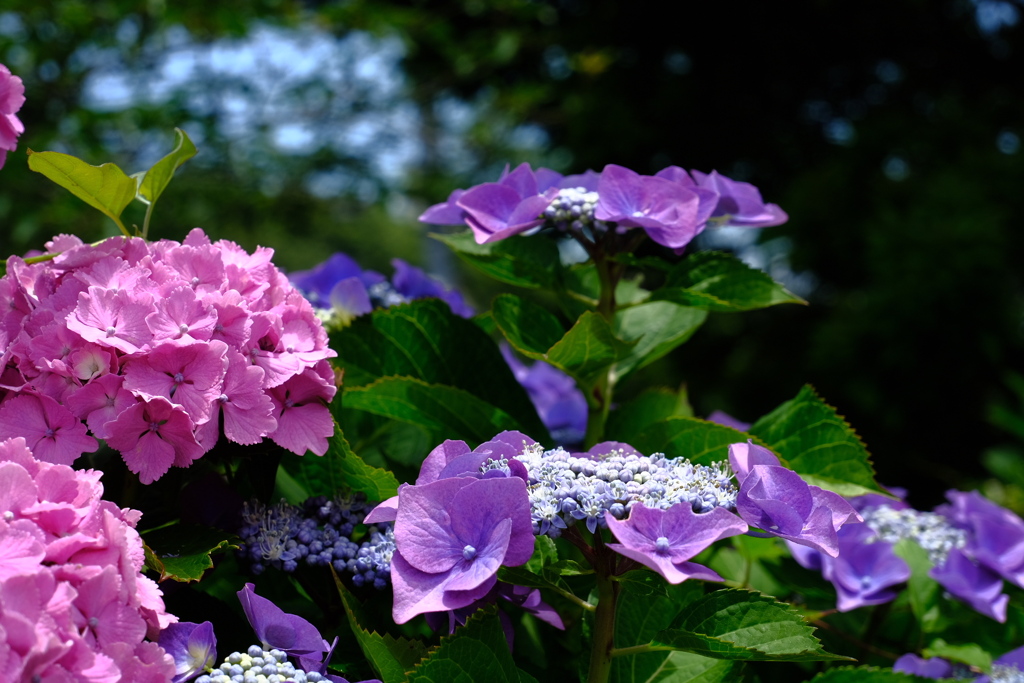 山上の紫陽花