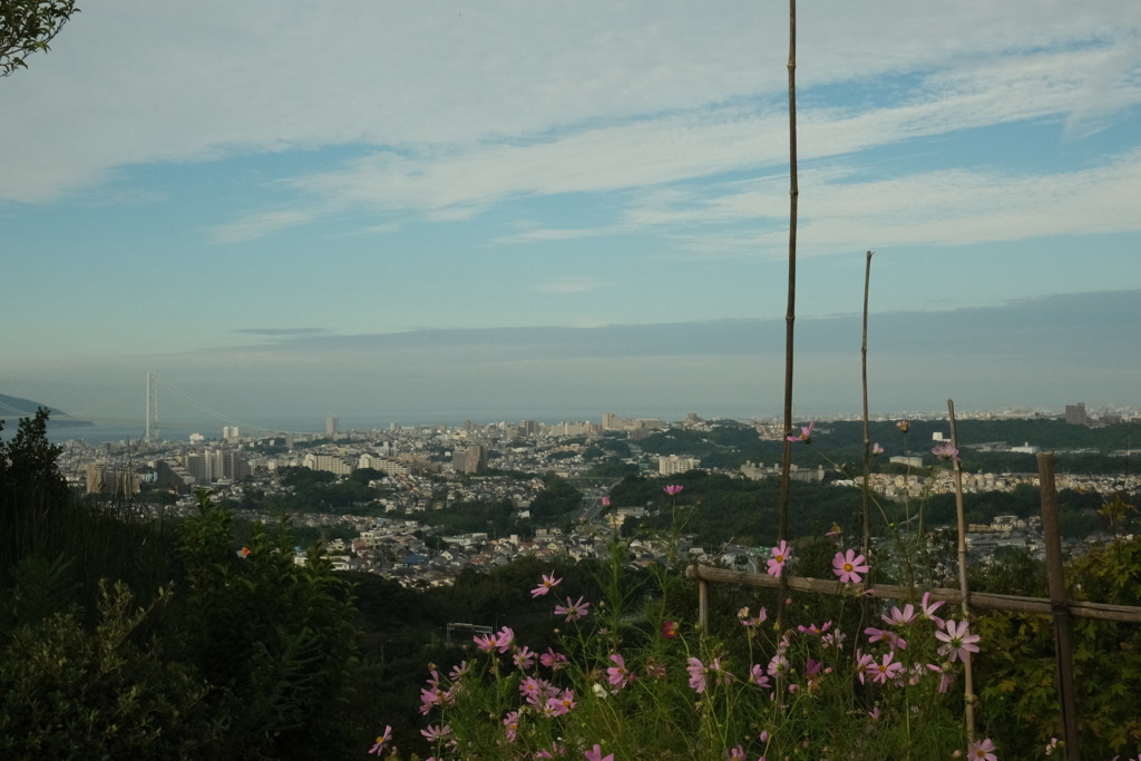 おらが山のコスモス