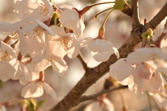 夕桜
