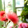 北山植物園