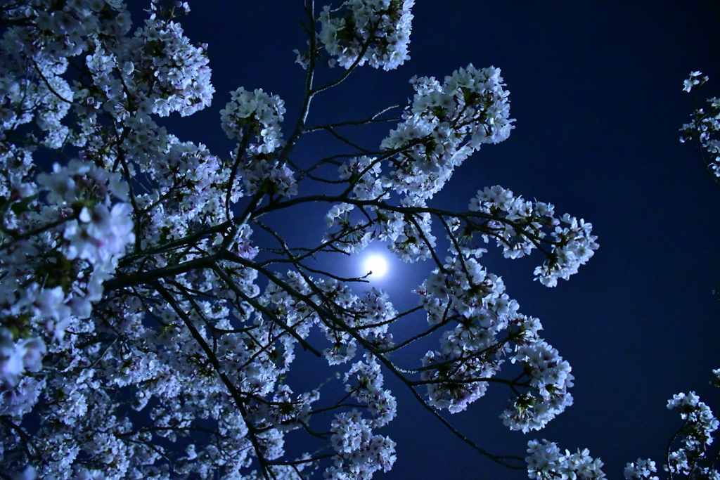 夜桜