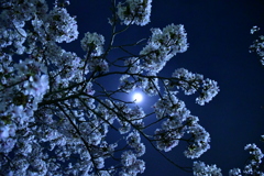 夜桜
