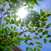 太陽光線
