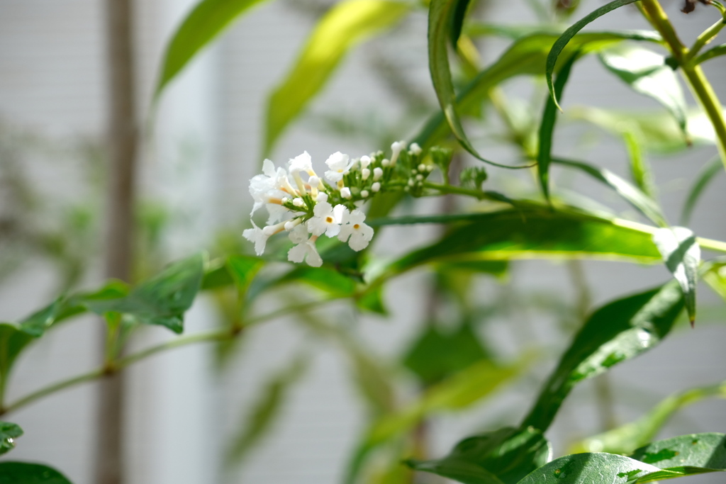 家の花