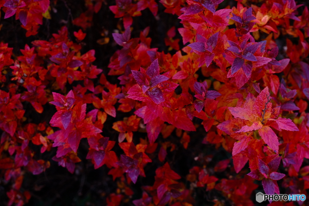 葉っぱの赤模様