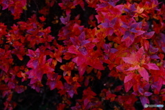 葉っぱの赤模様