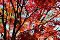 紅葉