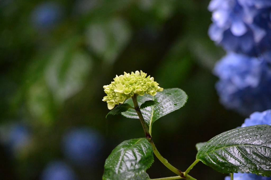 紫陽花