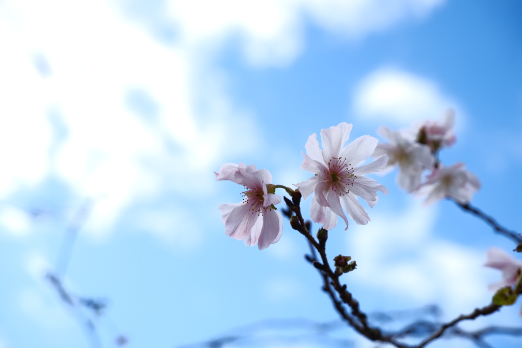 冬の桜