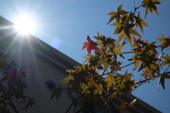 夏と秋