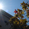 夏と秋