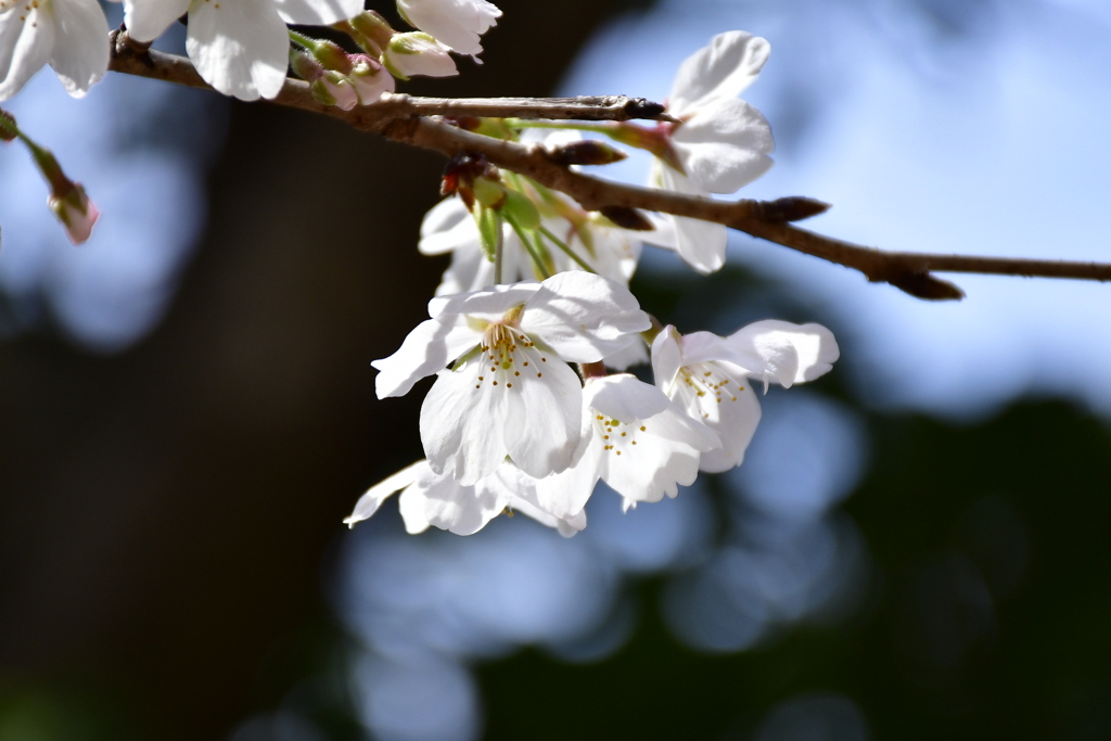 桜
