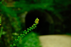 森林植物園