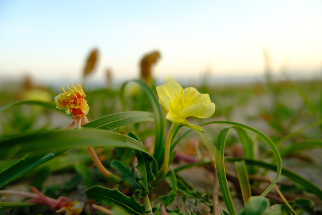 浜の花