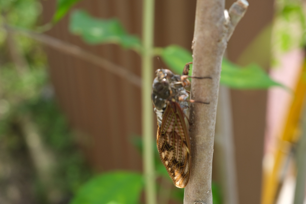 夏始まってます