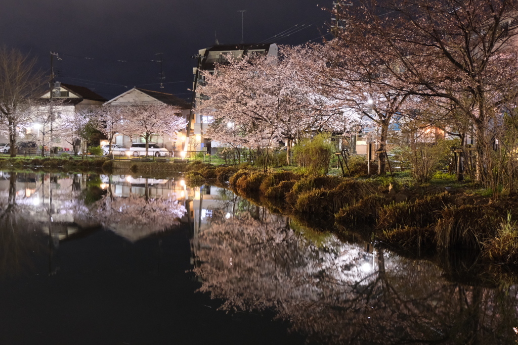 夜桜