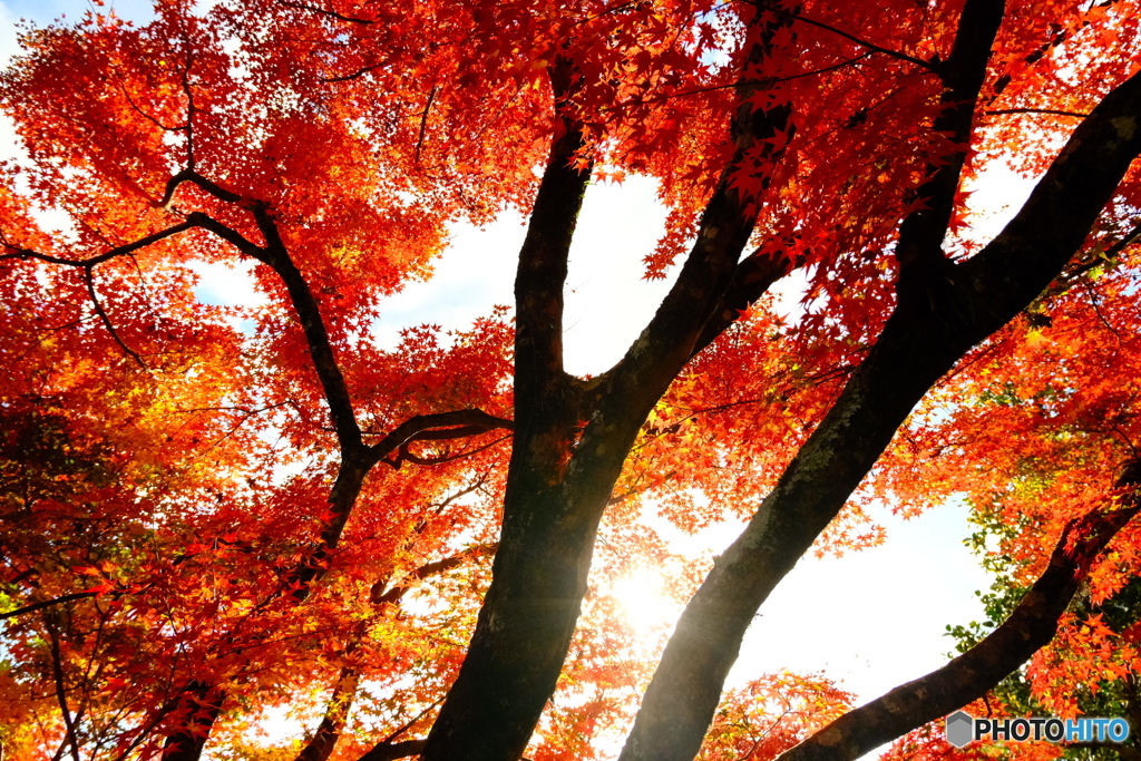 すずむし寺の紅葉