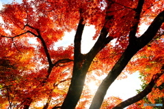 すずむし寺の紅葉