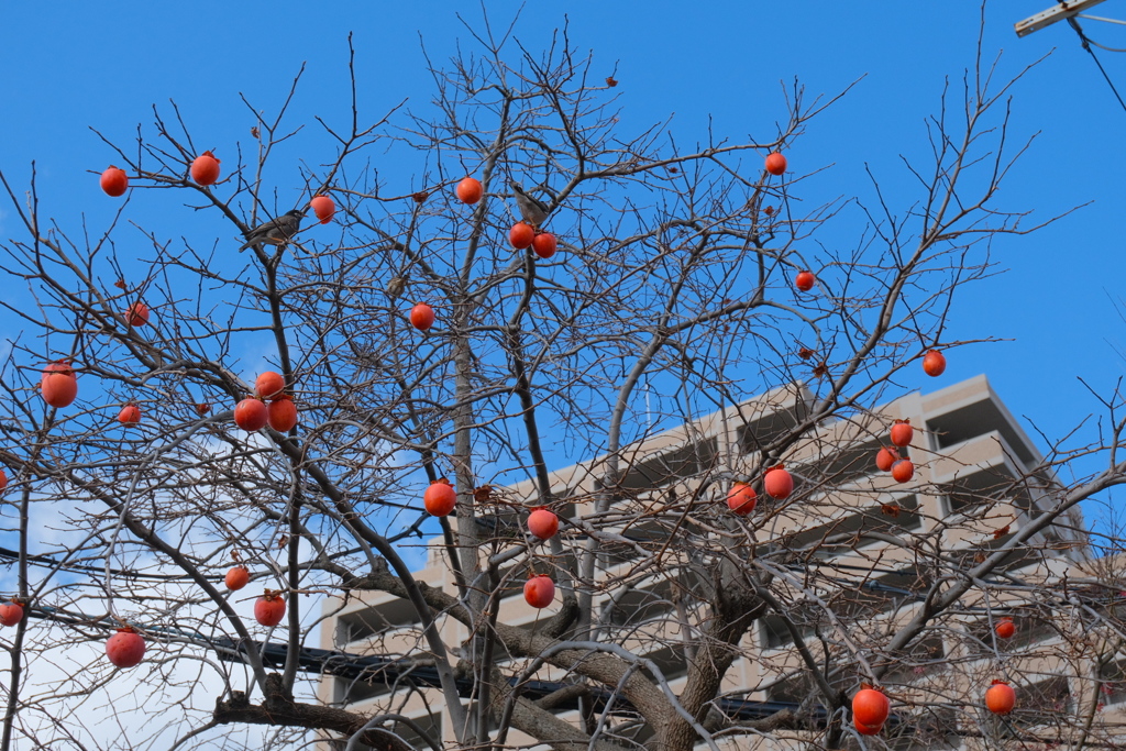 あまそうなカキ