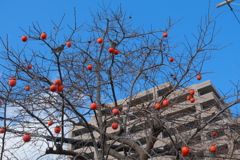 あまそうなカキ