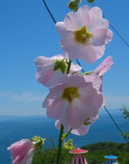 お山のお花