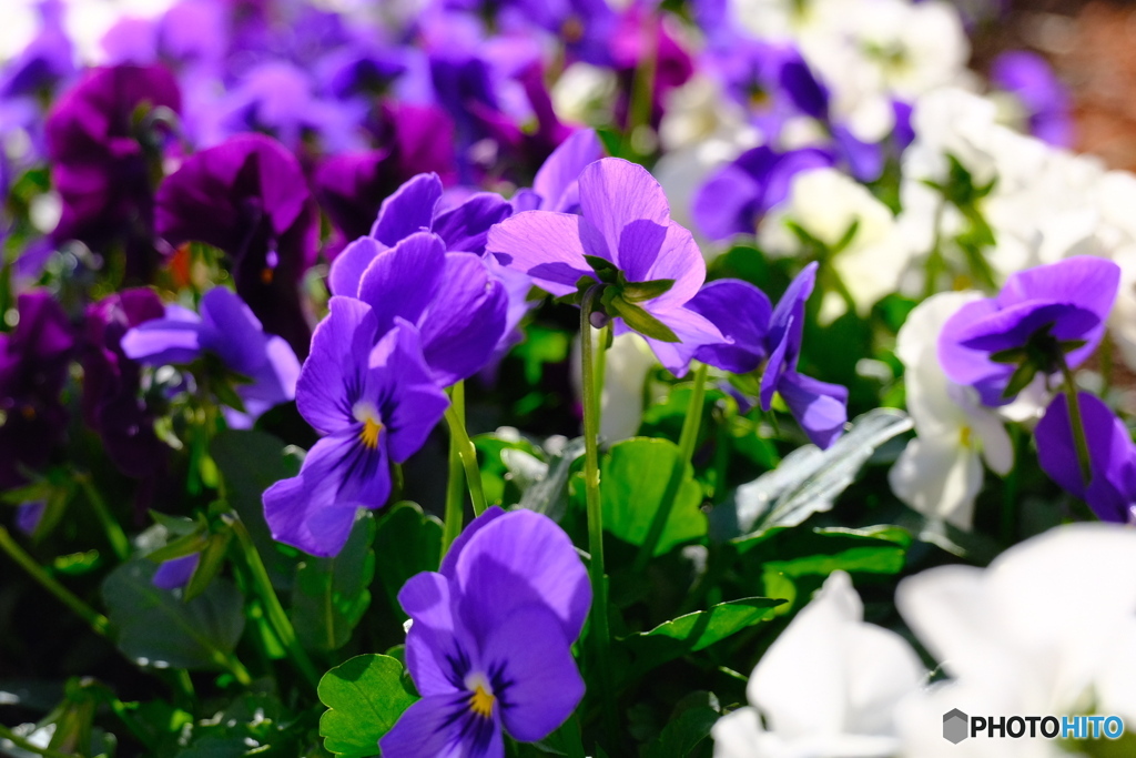 サービスエリアの花壇