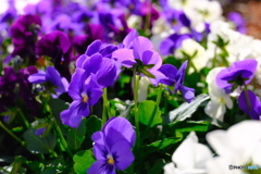 サービスエリアの花壇