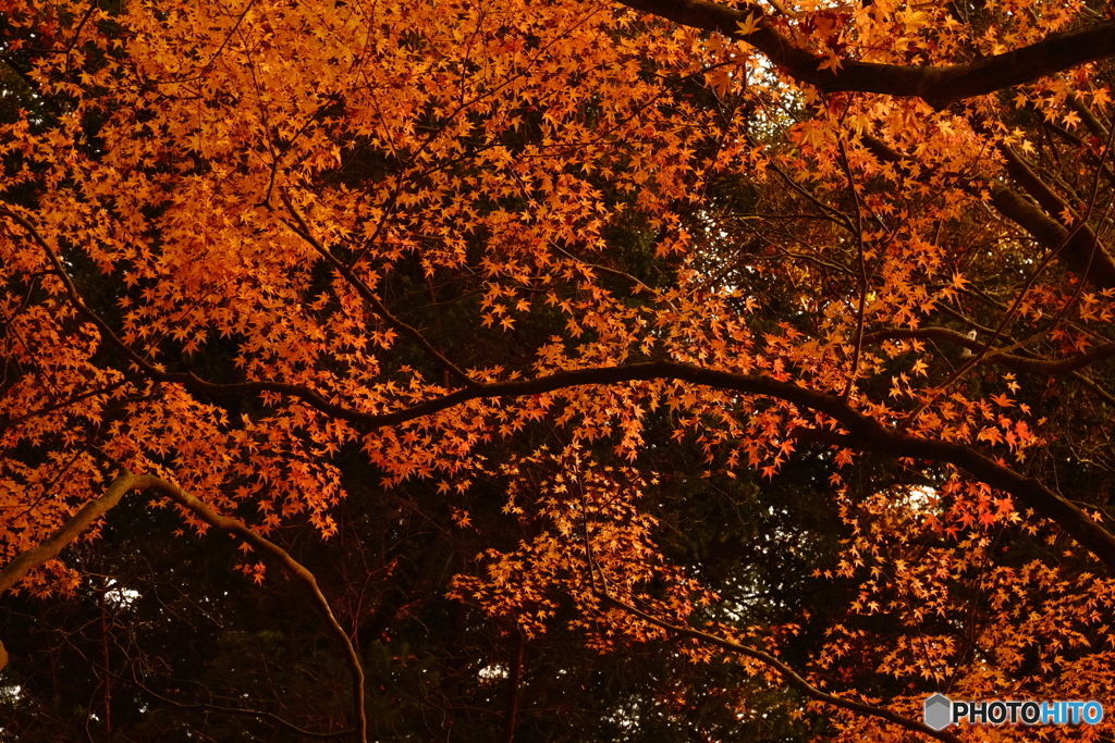 オレンジの星屑