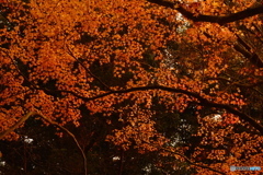 オレンジの星屑