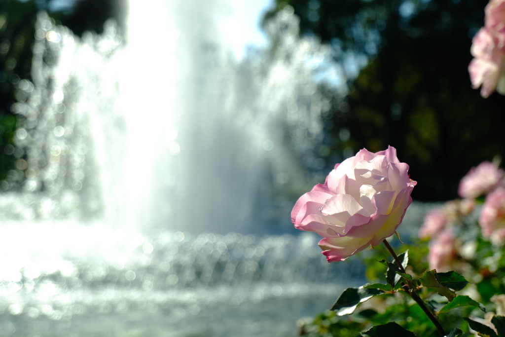 ガーデンの薔薇