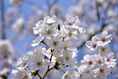 桜の見頃