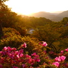 ツツジと夕山