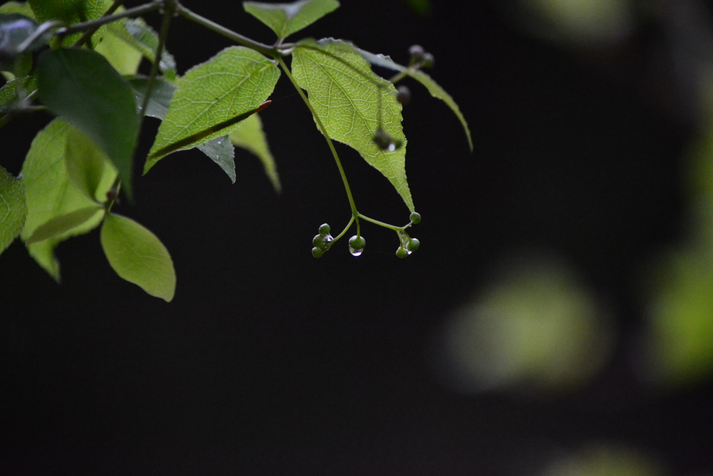 雨の森