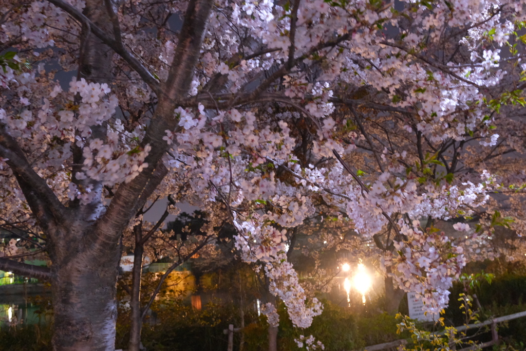 須磨寺公園 夜