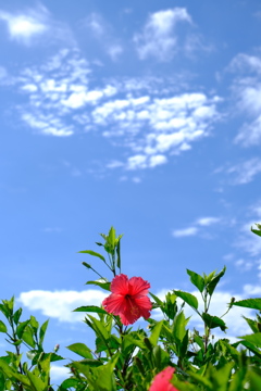 夏日