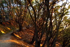 山の小道