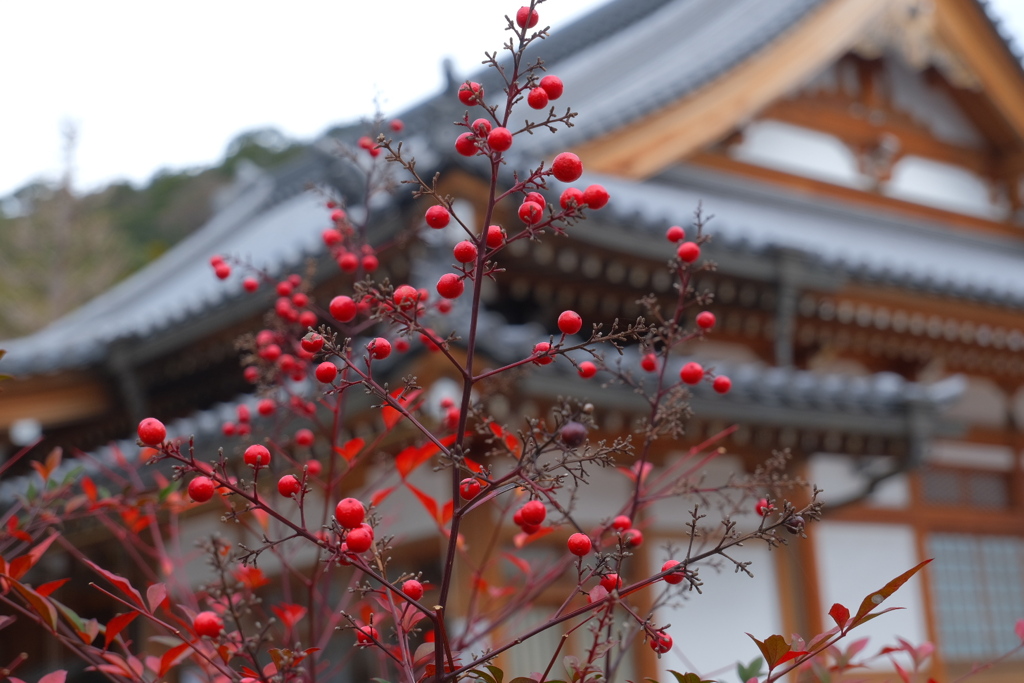 お寺の紅い実