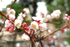 生田神社から