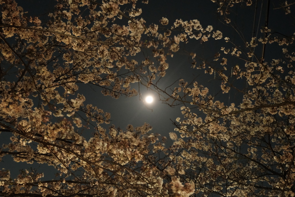 夜桜見物