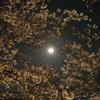 夜桜見物