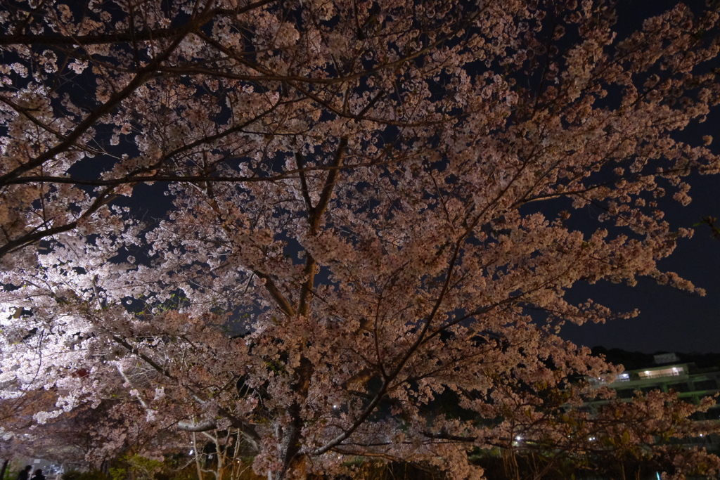 須磨寺公園 夜