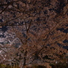 須磨寺公園 夜
