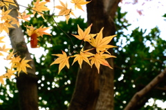 北山植物園