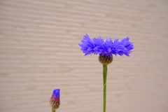 背比べ