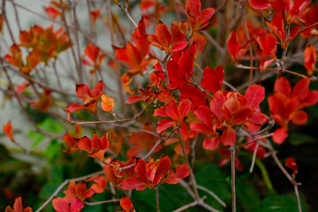 家の紅葉