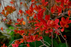 家の紅葉