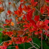 家の紅葉