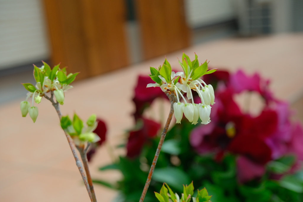 家の花