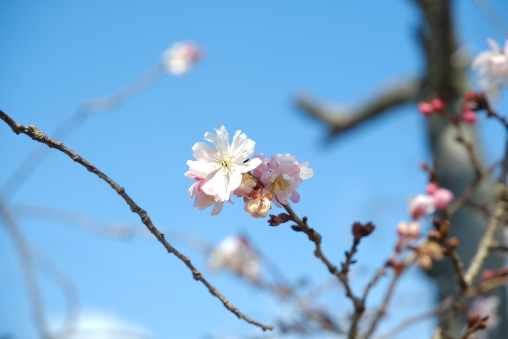 須磨寺公園
